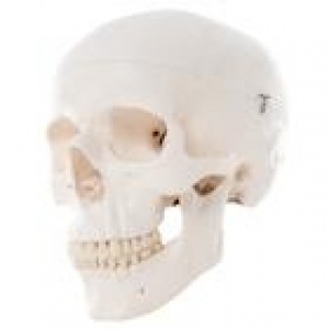 Mô hình giải phẫu xương sọ, gồm 3 phần có thể tháo